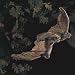 Plush Brown Bat Puppet 24
