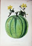 1885 Gree-Fleshed Melon Fruit Colour Gardening Nature