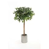 Review i-koncepts Ltd  / 5ft Mixed Ficus with Natural Stem - Artificial Plant