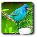 Birds - Indigo Bunting - Mouse Pads