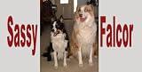 Airbrushed License Plate - Border Collie License Plate - #1532