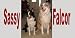 Airbrushed License Plate - Border Collie License Plate - #1532
