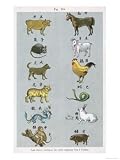 The 12 Creatures of the Chinese Zodiac Positioned in Opposing Pairs Art Giclee Poster Print, 18x24