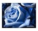 Blue Rose Photographic Poster Print by Shelley L Jones, 24x20