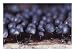 A Slime Mold Sporangia of the Genus Lamproderma, on Dead Wood Photographic Poster Print by Stephen Sharnoff, 16x12
