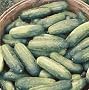 County Fair Hybrid Pickling Cucumber - Seed Packet