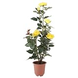 f-DECO ���[�Y�C�G���[ 70cm