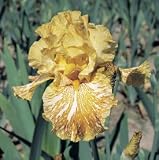 Bearded Iris Tiger Honey