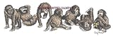 Chimps - Drawing by Cindy Farmer