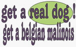 get a real dog! Get a belgian malinois Hat