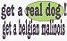 get a real dog! Get a belgian malinois 11 oz. White Mug