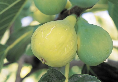 Conadria Yellow Edible Fig Plant - Sweet - 4 Conadria Yellow Edible Fig Plant - Sweet - 4