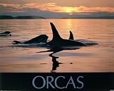 Orcas I 16 x 20 Animals Art Print Posters