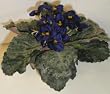 Decorative African Violet w/ FREE SHIPPING!