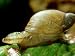 Endoparasitic Trematode, in Snail Host Succinea Species, Denmark Photographic Poster Print by Richard Kirby, 24x18