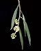 Photographic Prints of JPF-14204 Snow Gum - Weeping form, leaves a flowers from Ardea Wildlife Pets