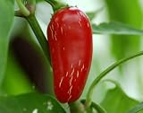 Mittelscharfes Chili zum Grillen, Füllen, Braten - Chili Jalapeno - 10 Samen