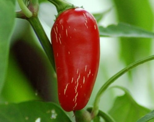 Mittelscharfes Chili zum Grillen, Füllen, Braten - Chili Jalapeno - 10 Samen