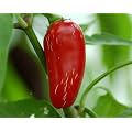 Mittelscharfes Chili zum Grillen, F�llen, Braten - Chili Jalapeno - 10 Samen