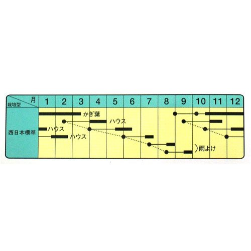 Cover image : 爽やかな辛みが好評！ わさび菜 数量:6ml