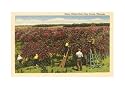Cherry Picking, Door County, Wisconsin Art Poster Print, 18x13