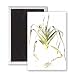 Leek (w/c) by Alison Cooper - 3x2 inch Fridge Magnet - large magnetic button - Magnet
