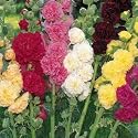 Chater Hollyhock Mix - Seed Packet