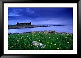 Flag Iris in Bloom at Rue Point Near Ruins of Coastguard Station, Rathin Island, Northern Ireland Collections Framed Photographic Poster Print by Gareth McCormack, 45x33