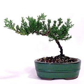 Japanese Juniper Bonsai Tree - 4 Inch Pot