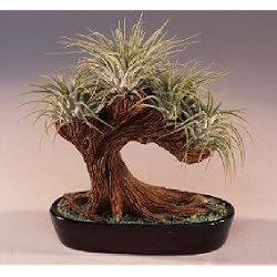 Bonsai Boy's Bonsai Tree Air Plant (epiphytic)<br>