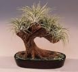 Bonsai Boy`s Bonsai Tree Air Plant (epiphytic)<br>