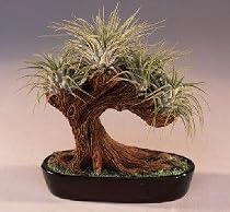Bonsai Tree Air Plant.