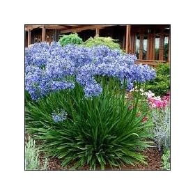 Sycamore Trading AGAPANTHUS Blue Giant