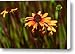 Fresh Echinachea Canvas Print / Canvas Art - Artist Wenata Babkowski
