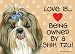 shih_tzu10shih tzu - Shih Tzu Love is being owned by Door