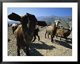 Goats at Sinkhole Framed Art Poster Print by Stephen Alvarez, 39x31