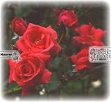 Spectacular / Kletterrose