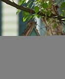 Twig Motif Rounded Wooden Birdhouse