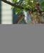 Twig Motif Rounded Wooden Birdhouse