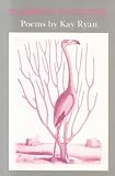 Flamingo Watching