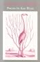 Flamingo Watching