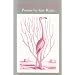 Flamingo Watching
