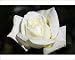 Photographic Prints of Hybrid tea rose (Rosa Polar Star) from Science Photo Library