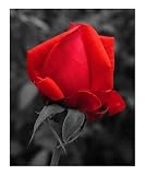Elegance Unfurls Botanical Photographic Poster Print by Steven Myers, 20x24