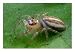 Portrait of a Dimorphic Jumping Spider, Maevia Inclemens Animals Photographic Poster ...