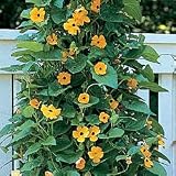 Black-eyed susan seeds - Black-Eyed Susan Vine