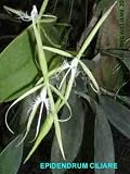 Encyclia ciliare 0019S