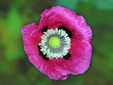 500 Poppy Flower Seeds. Papaver Somniferum. Hot Pink Poppies.