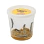 Recharge 5 chenilles de papillon + nourriture
