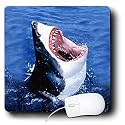 Sharks - Great White Shark - Mouse Pads